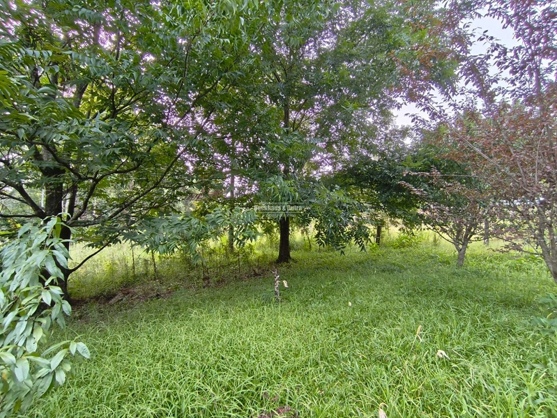 ROLANTE- CHÁCARA DE 3 HECTARES- MORRO GRANDE: 9ª foto da galeria de imagens do imóvel