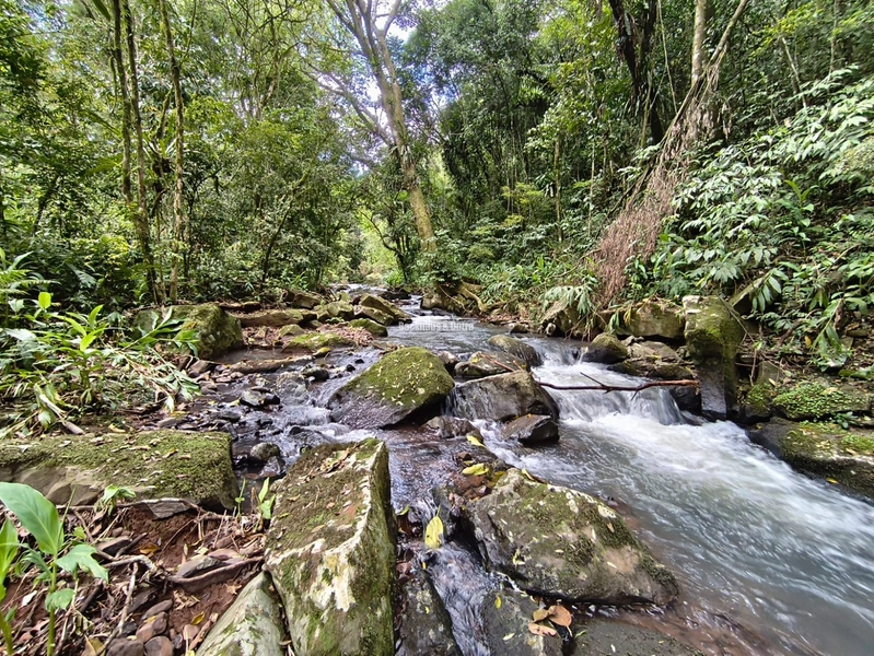 ROLANTE- CHÁCARA DE 4 HECTARES- BOA ESPERANÇA: 7ª foto da galeria de imagens do imóvel