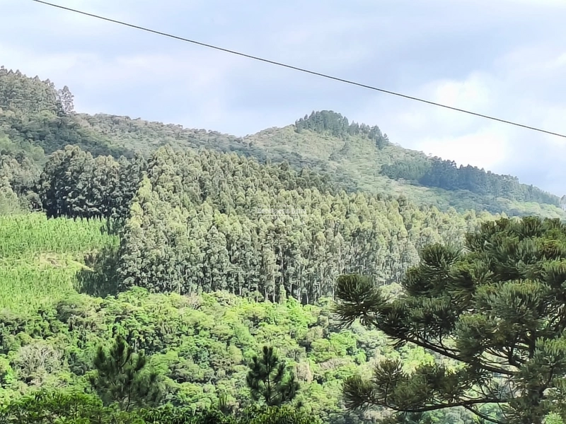 ROLANTE- CHÁCARA DE 4 HECTARES- BOA ESPERANÇA: 8ª foto da galeria de imagens do imóvel