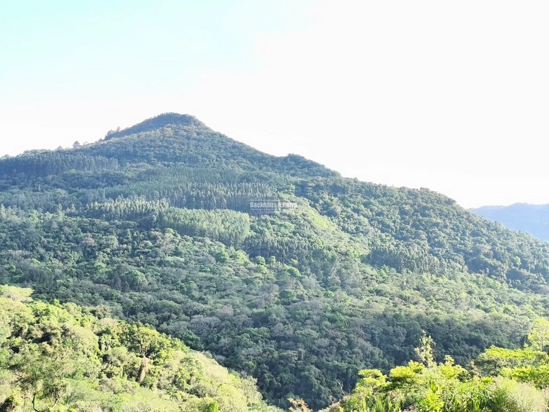 ROLANTE- CHÁCARA DE 4 HECTARES- BOA ESPERANÇA: 4ª foto da galeria de imagens do imóvel