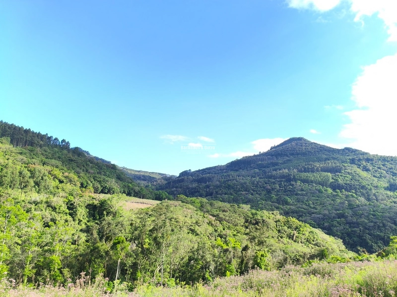 ROLANTE- CHÁCARA DE 4 HECTARES- BOA ESPERANÇA: 1ª foto da galeria de imagens do imóvel