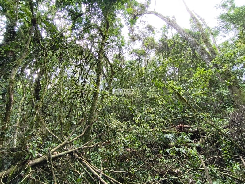 ROLANTE- CHÁCARA DE 4 HECTARES- BOA ESPERANÇA: 2ª foto da galeria de imagens do imóvel