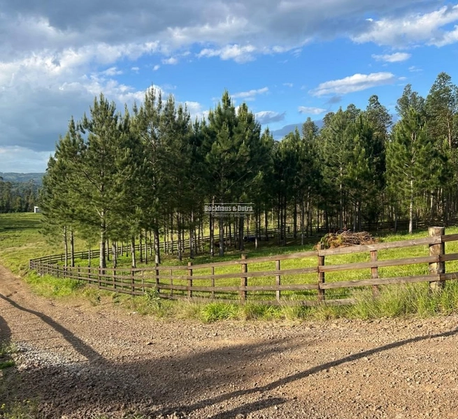 ROLANTE- CHÁCARA DE 2.500m²- AÇOITA CAVALO: 4ª foto da galeria de imagens do imóvel