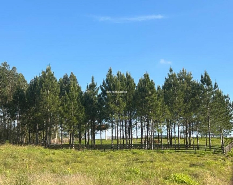 ROLANTE- CHÁCARA DE 2.500m²- AÇOITA CAVALO: 6ª foto da galeria de imagens do imóvel