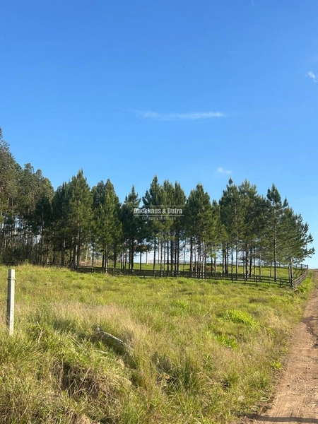 ROLANTE- CHÁCARA DE 2.500m²- AÇOITA CAVALO: 5ª foto da galeria de imagens do imóvel