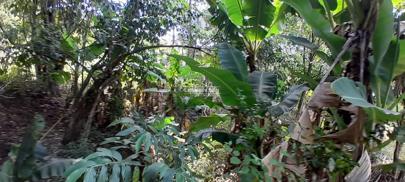 ROLANTE - TERRENO COM 1.900M²- BAIRRO AREIA: 8ª foto da galeria de imagens do imóvel