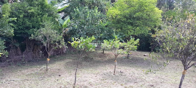 ROLANTE - TERRENO COM 1.900M²- BAIRRO AREIA: 4ª foto da galeria de imagens do imóvel