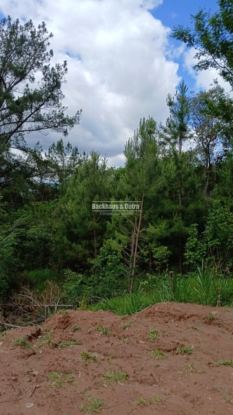 ROLANTE- CHÁCARA DE 2 HECTARES - AREIA: 6ª foto da galeria de imagens do imóvel