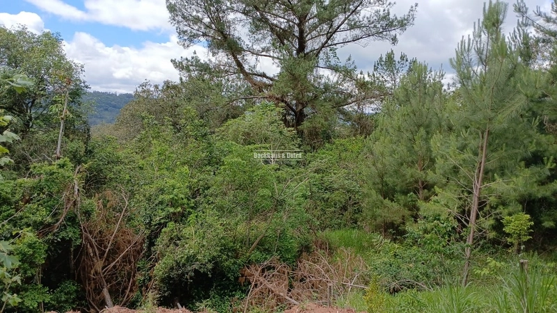 ROLANTE- CHÁCARA DE 2 HECTARES - AREIA: 7ª foto da galeria de imagens do imóvel