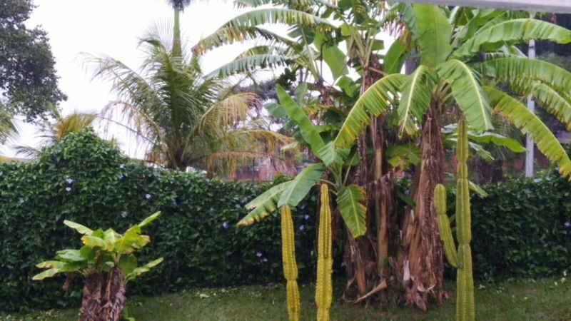 Chácara com 4 dormitórios à venda, 2000 m² por R$ 520.000 - Zona Rural - Ocauçu/: 14ª foto da galeria de imagens do imóvel