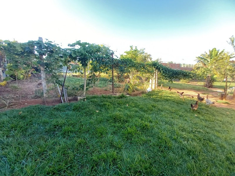 Vende-se Chácara no Bairro Letícia em Padre Nobrega.: 7ª foto da galeria de imagens do imóvel