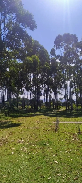 SÍTIO À VENDA EM ARROIO TEIXEIRA: 4ª foto da galeria de imagens do imóvel
