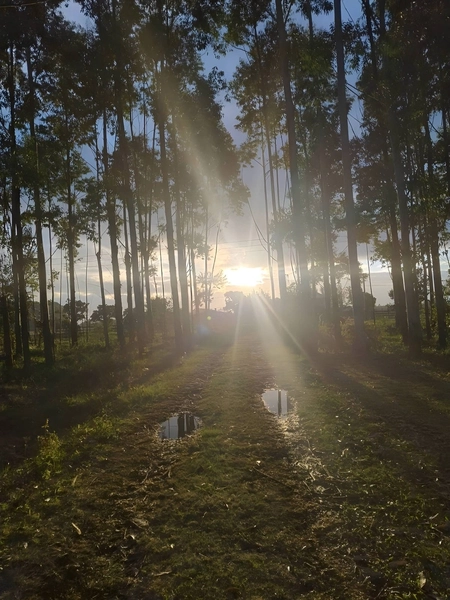 SÍTIO À VENDA EM ARROIO TEIXEIRA: 5ª foto da galeria de imagens do imóvel