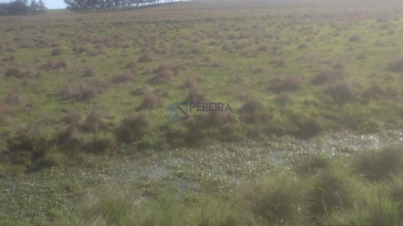 Campo na Faxina: 4ª foto da galeria de imagens do imóvel