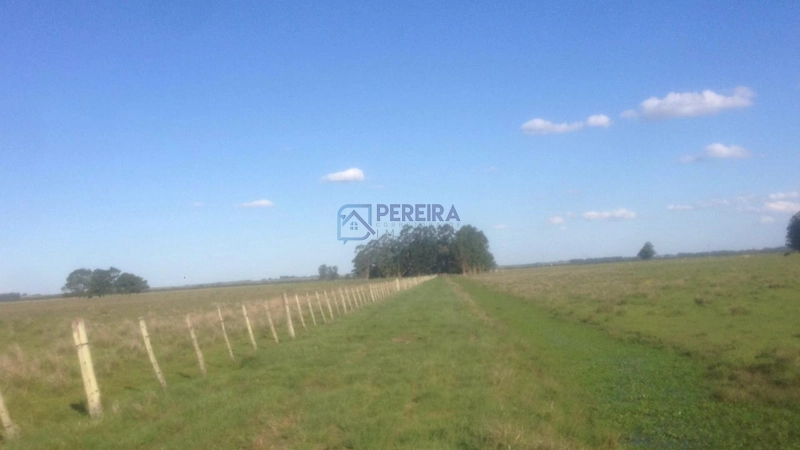 Campo na Faxina: 5ª foto da galeria de imagens do imóvel