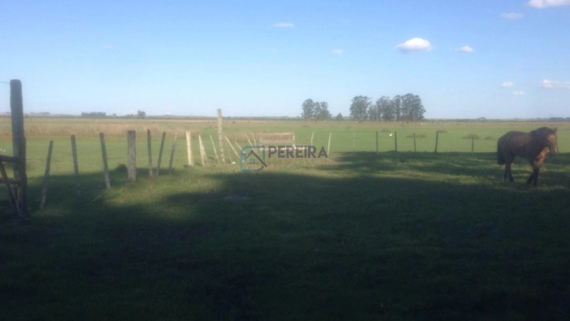 Campo na Faxina: 7ª foto da galeria de imagens do imóvel
