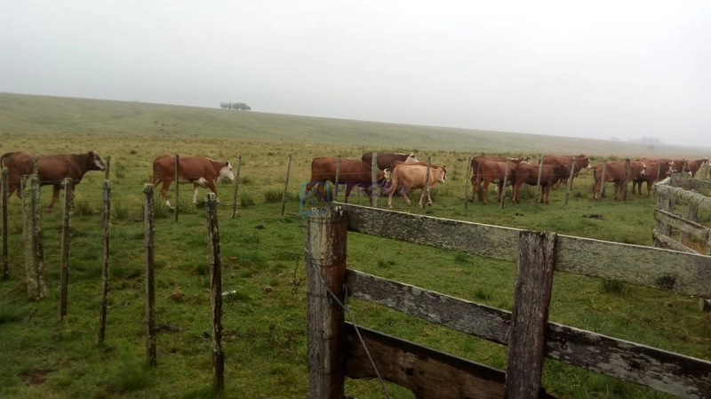 Campo no Coxília Negra em Livramento: 3ª foto da galeria de imagens do imóvel