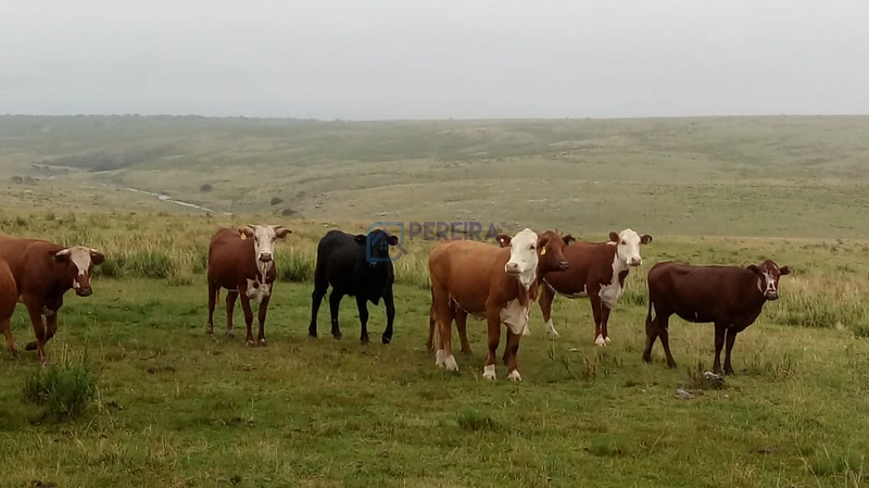 Campo no Coxília Negra em Livramento: 4ª foto da galeria de imagens do imóvel