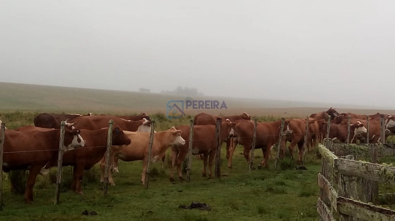 Campo no Coxília Negra em Livramento: 5ª foto da galeria de imagens do imóvel