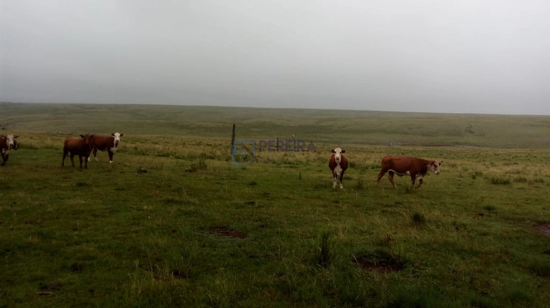 Campo no Coxília Negra em Livramento: 6ª foto da galeria de imagens do imóvel