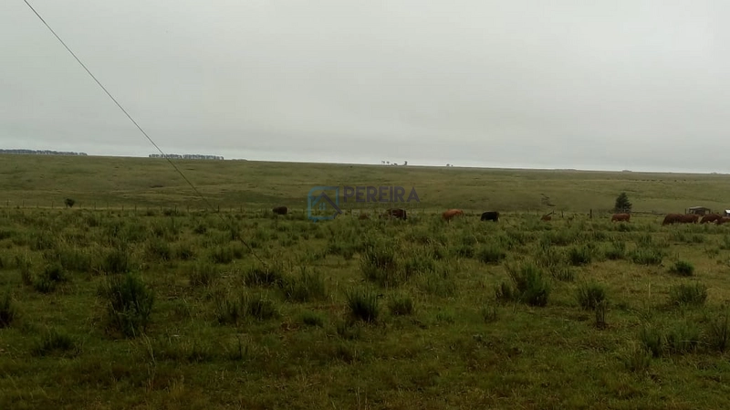 Campo no Coxília Negra em Livramento: 11ª foto da galeria de imagens do imóvel