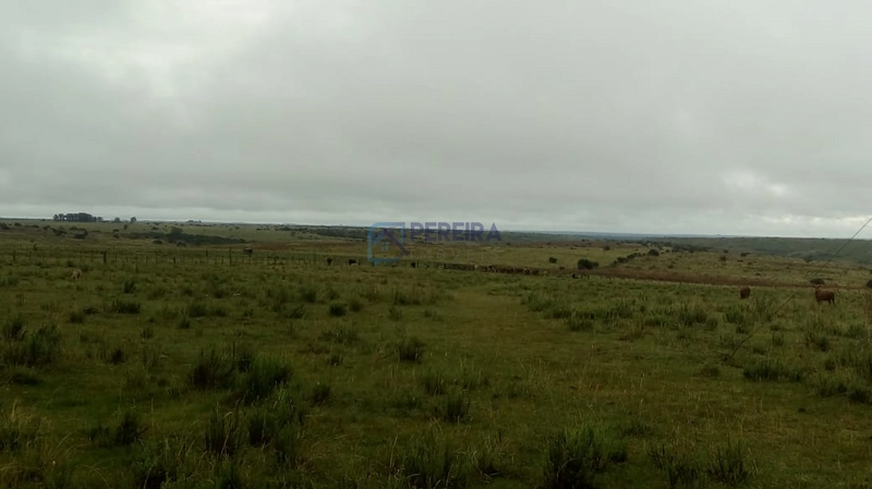 Campo no Coxília Negra em Livramento: 12ª foto da galeria de imagens do imóvel