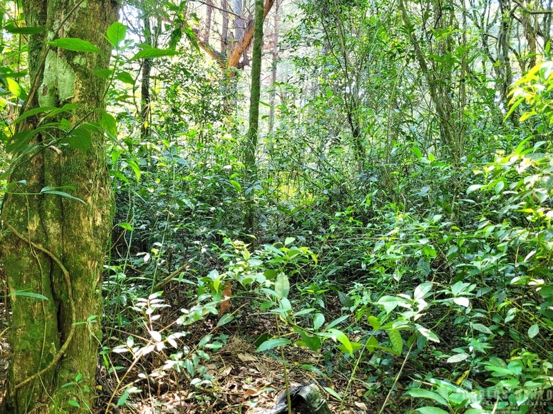EXCELENTE LOTE COM 36.000 M² - CAMPO BOM - ZONA INDUSTRIAL NORTE: 12ª foto da galeria de imagens do imóvel