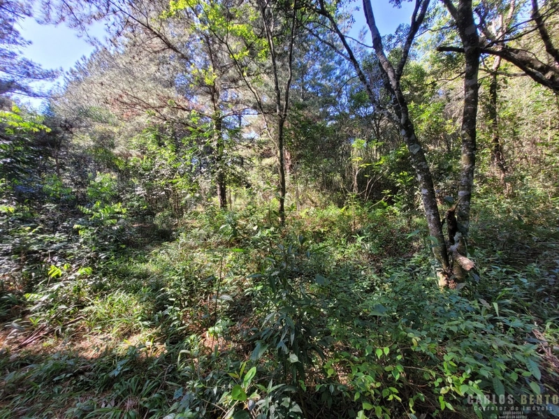 EXCELENTE LOTE COM 36.000 M² - CAMPO BOM - ZONA INDUSTRIAL NORTE: 11ª foto da galeria de imagens do imóvel