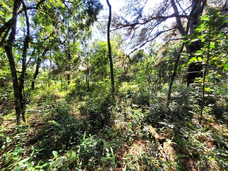 EXCELENTE LOTE COM 36.000 M² - CAMPO BOM - ZONA INDUSTRIAL NORTE: 3ª foto da galeria de imagens do imóvel