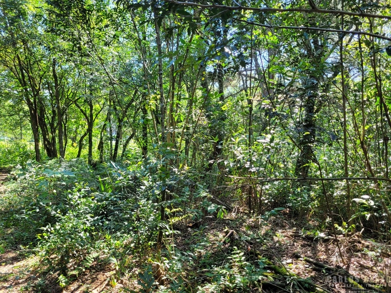 EXCELENTE LOTE COM 36.000 M² - CAMPO BOM - ZONA INDUSTRIAL NORTE: 4ª foto da galeria de imagens do imóvel
