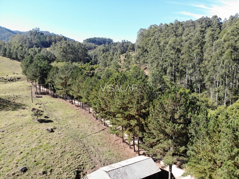 TERRENO DE 2 HECTARES A VENDA - VARGEM DO CEDRO - SÃO MARTINHO/SC: 6ª foto da galeria de imagens do imóvel