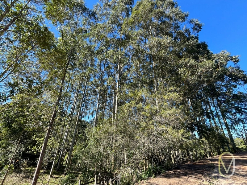 Terreno de 41 hectares á Venda em São Martinho-SC: 40ª foto da galeria de imagens do imóvel
