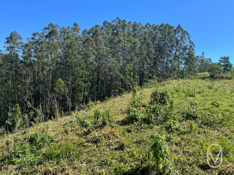 Terreno de 41 hectares á Venda em São Martinho-SC: 33ª foto da galeria de imagens do imóvel