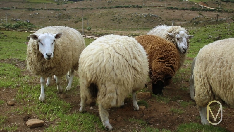 Lote a Venda no Condomínio Altos da Serra em Bom Jardim-SC: 22ª foto da galeria de imagens do imóvel