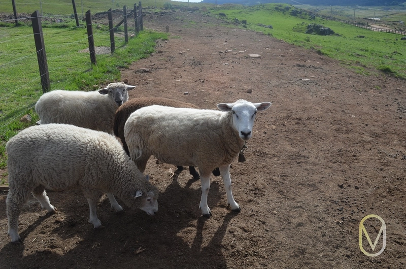 Lote a Venda no Condomínio Altos da Serra em Bom Jardim-SC: 42ª foto da galeria de imagens do imóvel