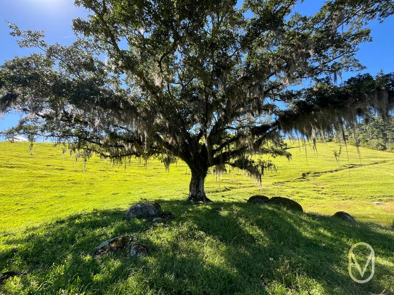 Terreno de 31 hectares á Venda em São Martinho-SC: 15ª foto da galeria de imagens do imóvel