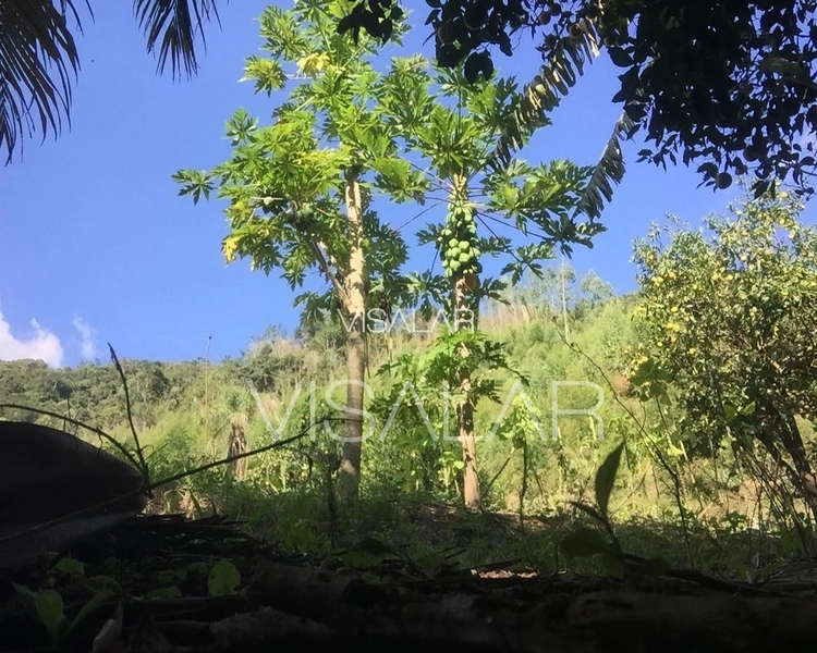 SÍTIO a venda em São Bonifácio/sc OPORTUNIDADE DE INVESTIMENTO!: 5ª foto da galeria de imagens do imóvel