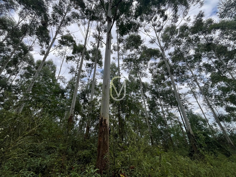 Terreno de 23.8 hectares á Venda São Martinho-SC: 33ª foto da galeria de imagens do imóvel