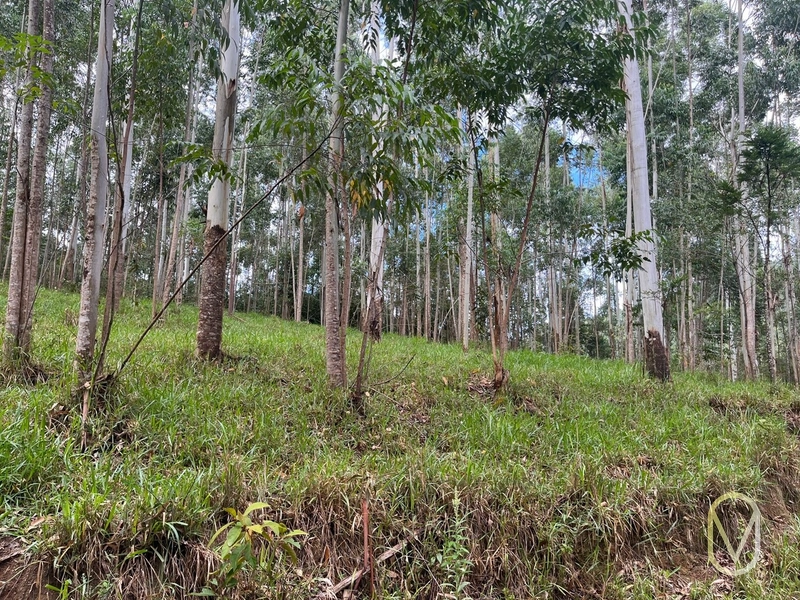 Terreno de 23.8 hectares á Venda São Martinho-SC: 36ª foto da galeria de imagens do imóvel
