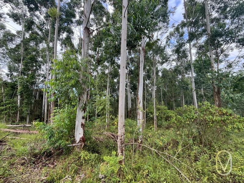 Terreno de 23.8 hectares á Venda São Martinho-SC: 55ª foto da galeria de imagens do imóvel