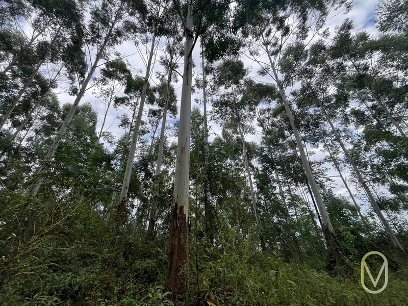 Terreno de 23.8 hectares á Venda São Martinho-SC: 57ª foto da galeria de imagens do imóvel