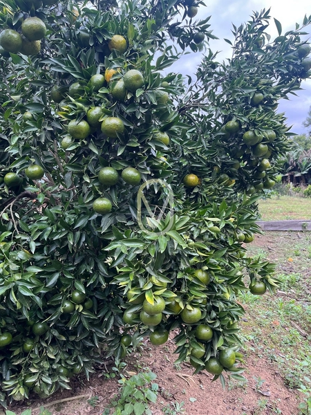 Sobrado a Venda em Rio São João, São Martinho-SC.: 43ª foto da galeria de imagens do imóvel