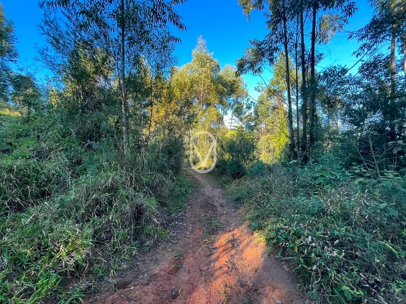 Terreno de 4.8 hec á Venda bairro Bom Jesus em Armazém-SC: 31ª foto da galeria de imagens do imóvel