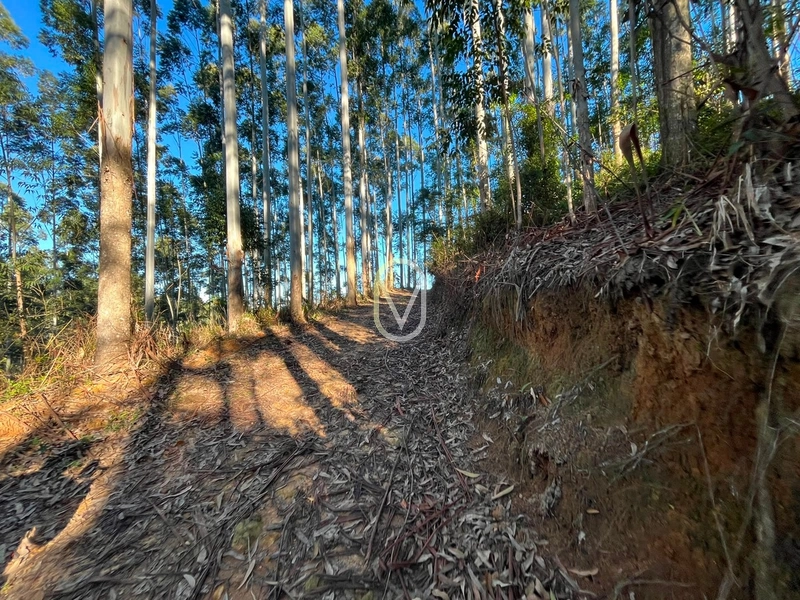 Terreno de 4.8 hec á Venda bairro Bom Jesus em Armazém-SC: 4ª foto da galeria de imagens do imóvel