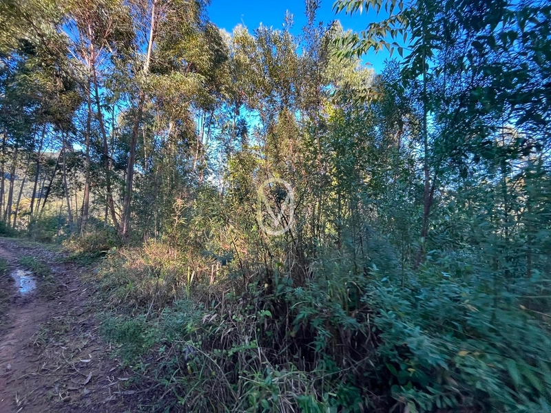 Terreno de 4.8 hec á Venda bairro Bom Jesus em Armazém-SC: 18ª foto da galeria de imagens do imóvel