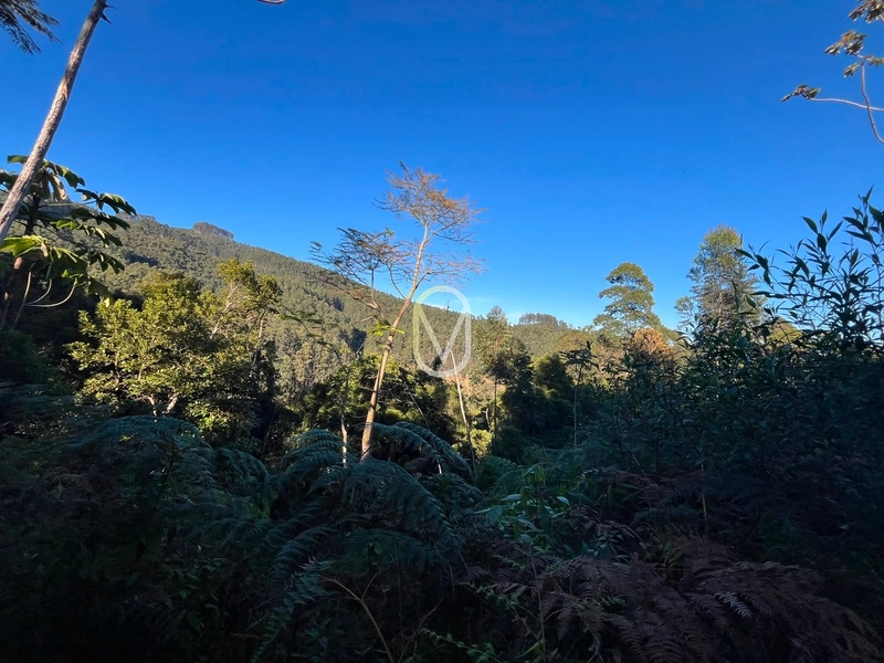Terreno de 4.8 hec á Venda bairro Bom Jesus em Armazém-SC: 22ª foto da galeria de imagens do imóvel