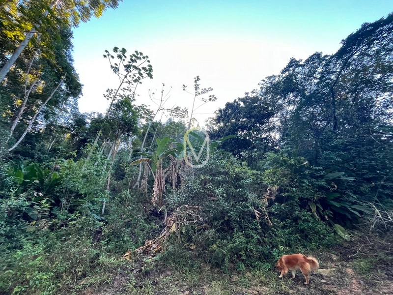Terreno de 4.8 hec á Venda bairro Bom Jesus em Armazém-SC: 7ª foto da galeria de imagens do imóvel