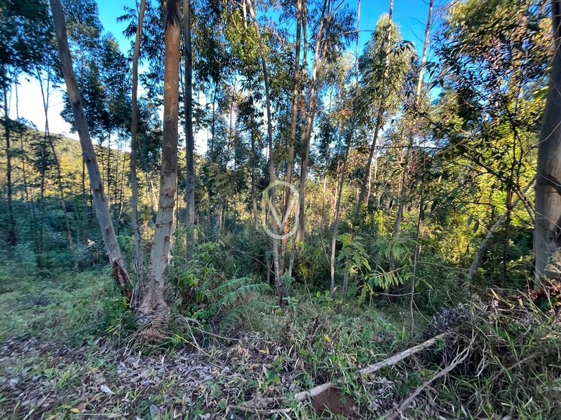 Terreno de 4.8 hec á Venda bairro Bom Jesus em Armazém-SC: 19ª foto da galeria de imagens do imóvel