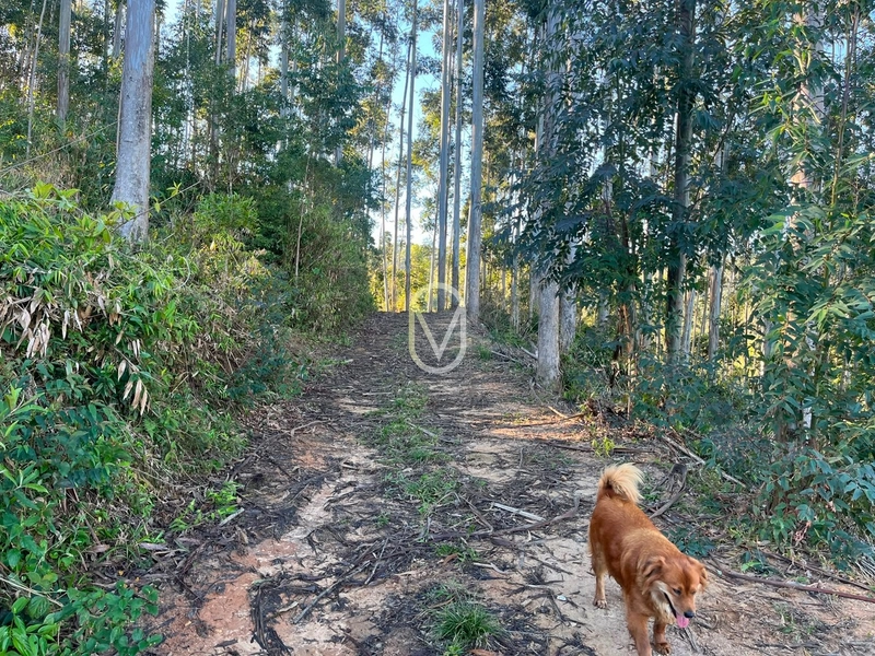Terreno de 4.8 hec á Venda bairro Bom Jesus em Armazém-SC: 2ª foto da galeria de imagens do imóvel