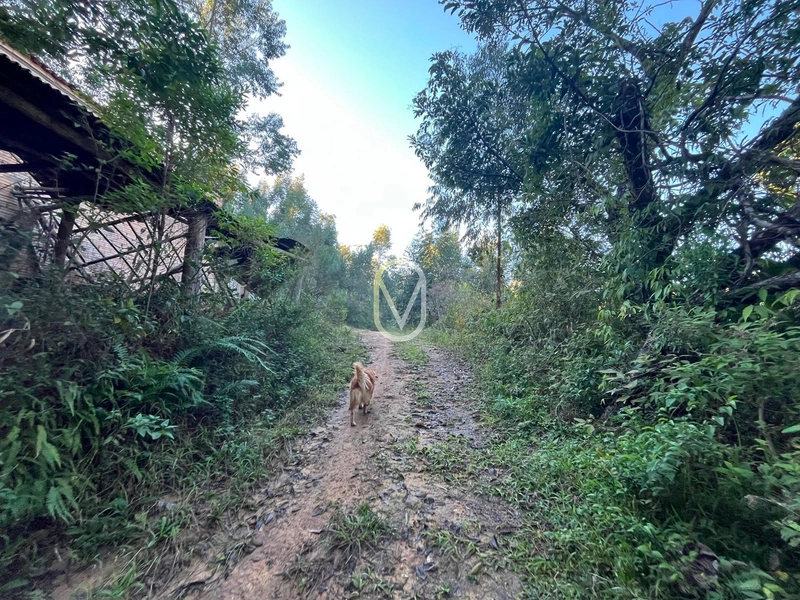 Terreno de 4.8 hec á Venda bairro Bom Jesus em Armazém-SC: 12ª foto da galeria de imagens do imóvel